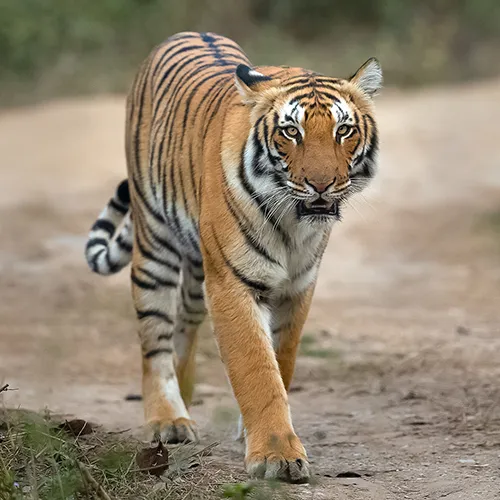 Corbett National Park Featured Image