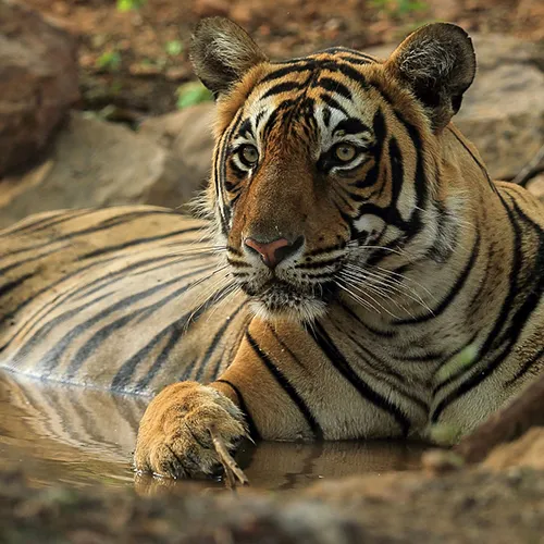 Ranthambore National Park Featured Image