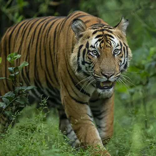 Tiger Safari in Bandhavgarh Featured Image