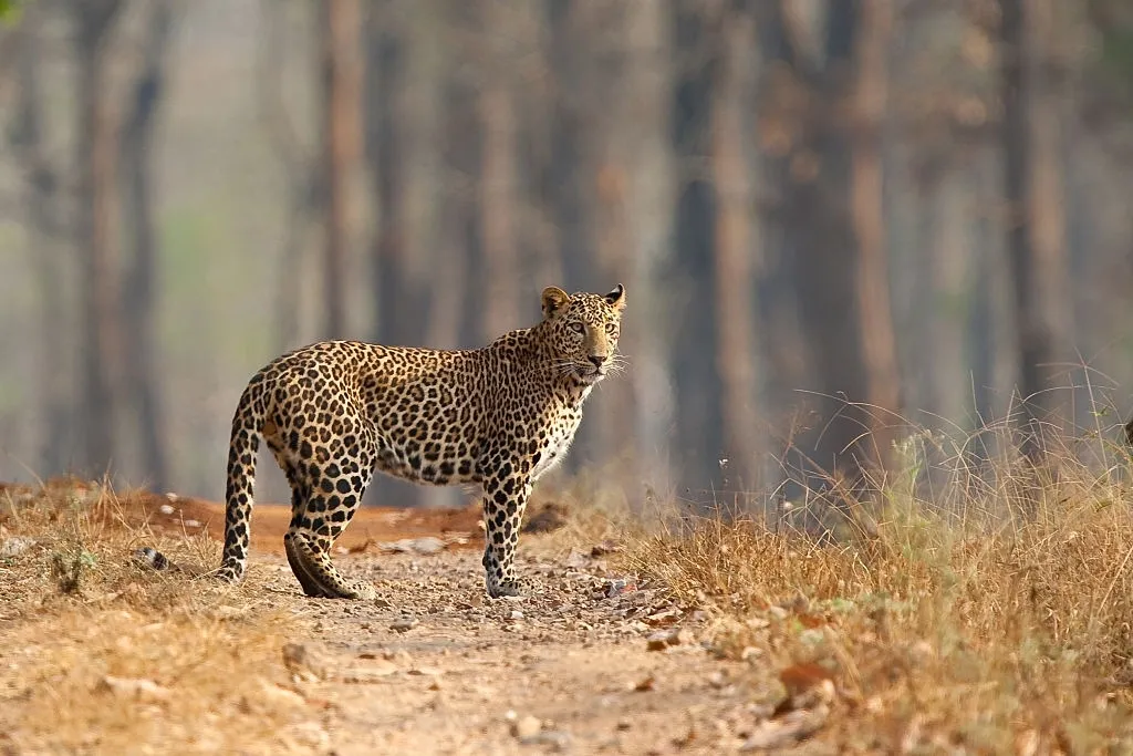 leopard-safari-in-kabini