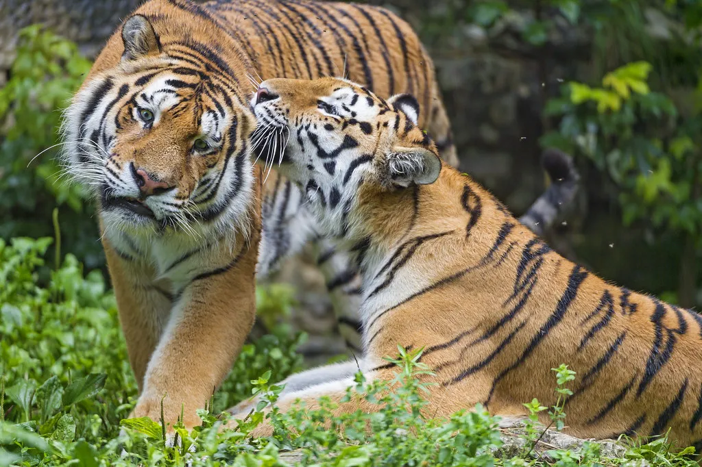 TIGER SUBSPECIES: BENGAL, SIBERIAN, SOUTH CHINA AND SUMATRAN TIGERS AND  EXTINCT SUBSPECIES