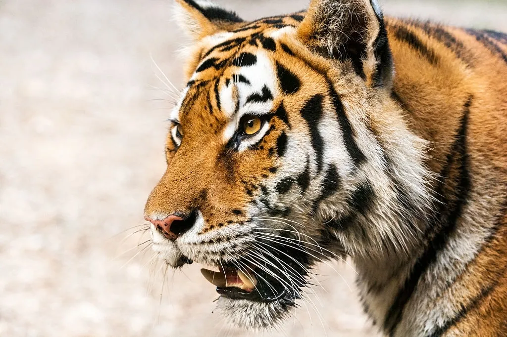 12 Facts You Must Know About The Royal Bengal Tiger