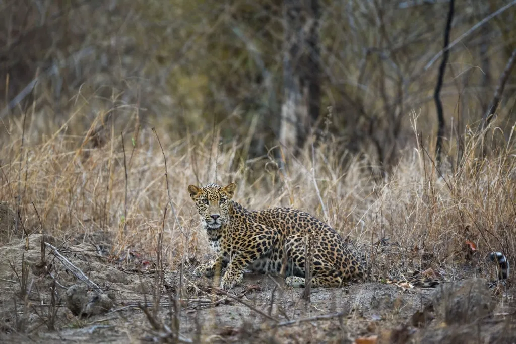 leopard and wildlife safari in tadoba