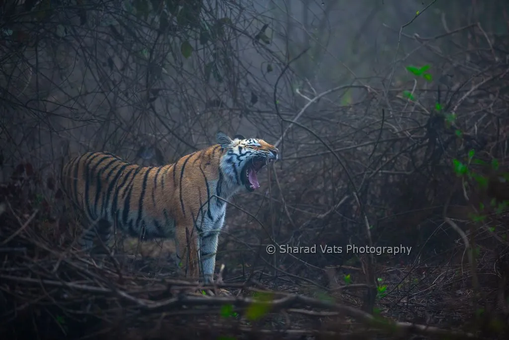 tiger population in bandipur