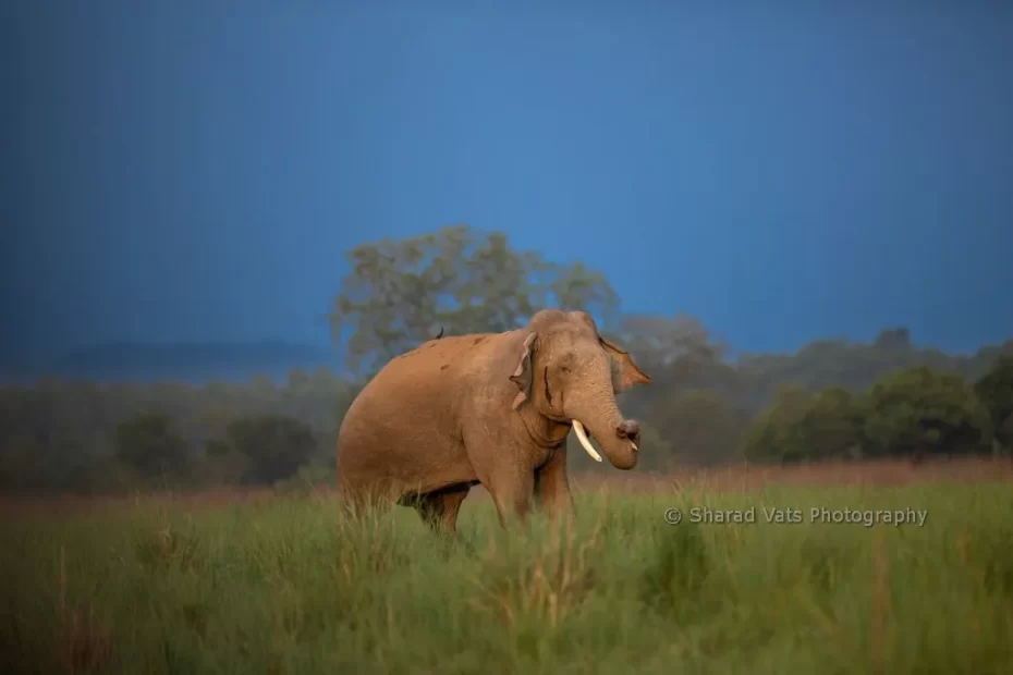 Corbett National Park