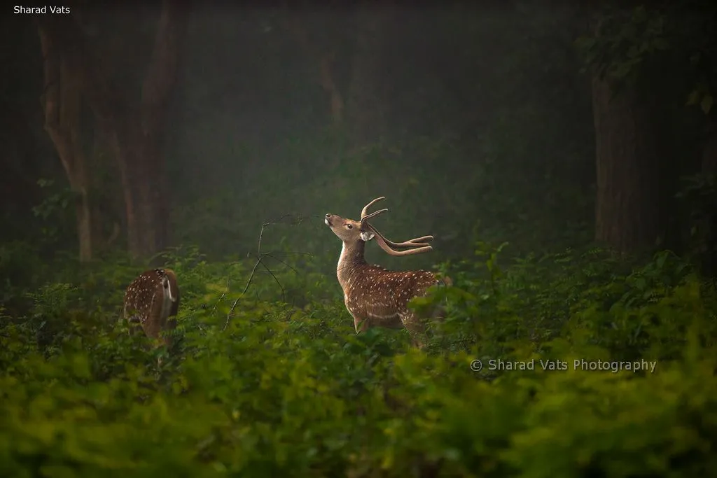 Dudhwa National Park