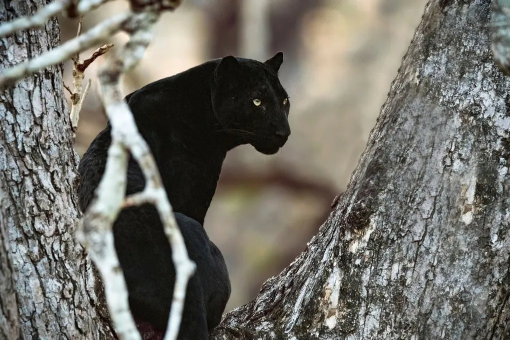 Black leopard in India