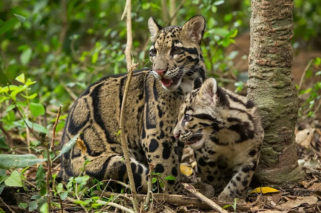 clouded leopard & cub in India