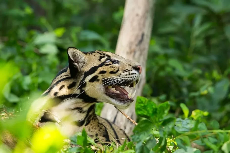 Leopard Species Found in India