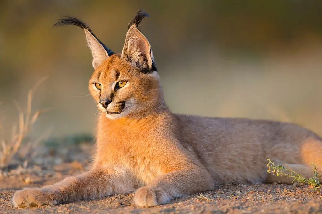 caracal in the wild