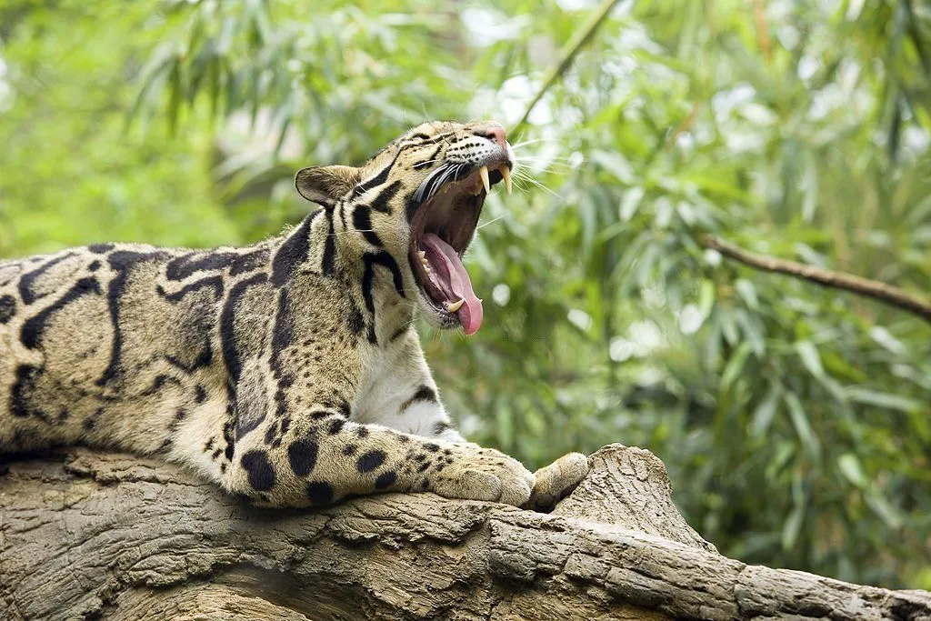 clouded leopard in the wild