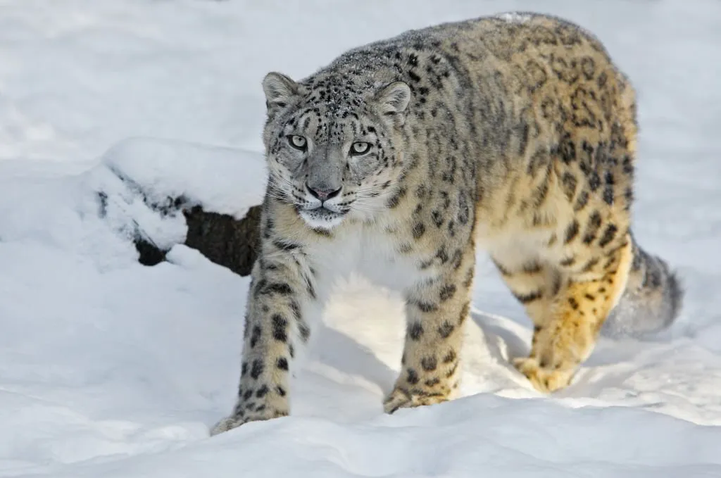 Snow lepard in spiti valley, leh, India