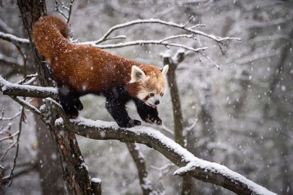 red panda in Himalayas India