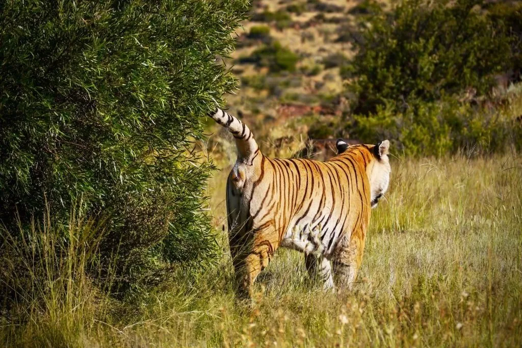 Ground Control: Tigers Defend Their Territory I Roundglass I Sustain