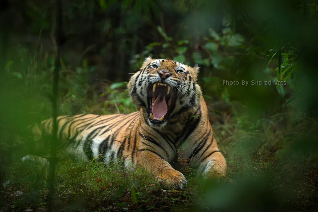 bengal tiger roaring to show its dominance in jungle