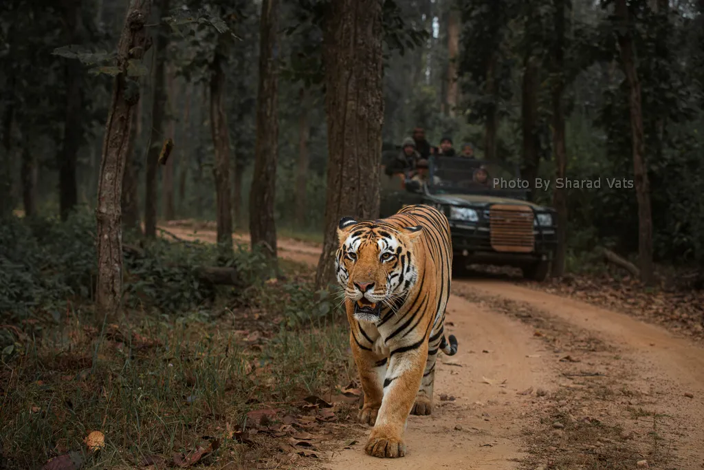 bengal tiger walking in its territory in kanha