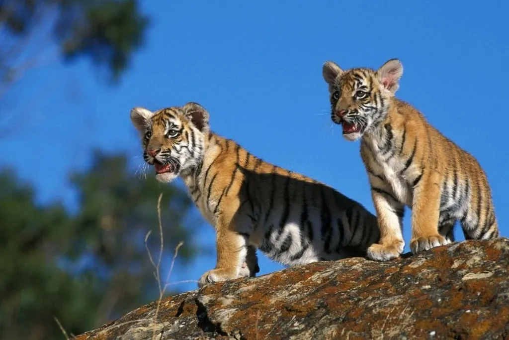 bengal-tigers-cubs-playing-in-corbett