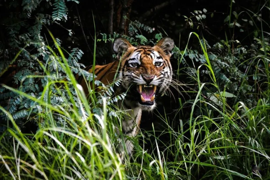 Understanding Man-eating Tigers in India: Causes, Impacts, and Management Strategies