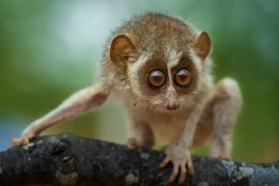 Top 10 Most Elusive Wild Animals Found In India