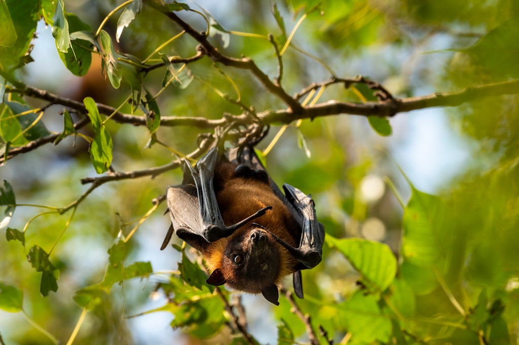 Discover the Diverse Bats of India - An Introduction