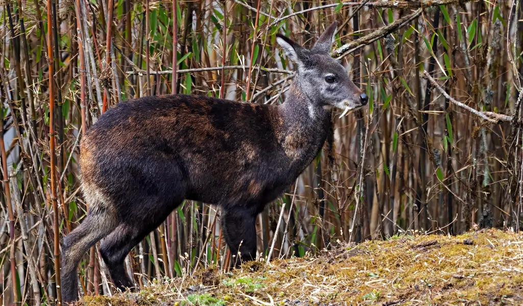 A Moschus leucogaster, commonly known as the Himalayan Musk Deer