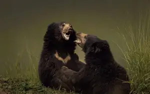 Playful Sloth Bears Interacting in Natural Habitat_ of India